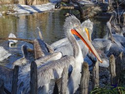 Tiergarten Schönbrunn am 27.01.2026